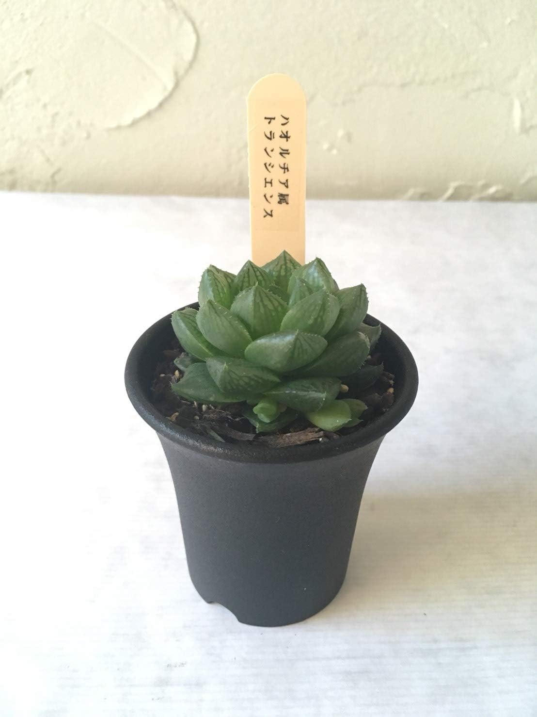 Amazon 多肉植物 ハオルチア トランシエンス 観葉植物 オンライン通販