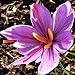 3 Saffron Crocus - Crocus Sativus Corms