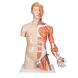 3B Scientific Deluxe Torso w/Muscular
