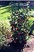 Clever Gardener Vertical Black Plant Cage, 18