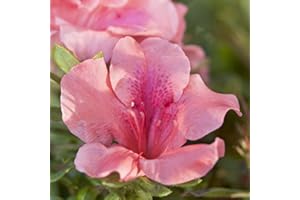 Encore Azalea Autumn Coral (1 Gallon) Coral Pink Flowering Shrub - Full Sun Live Outdoor Plant