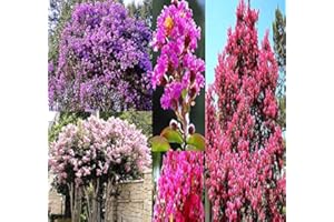 MYSEEDS.CO - BIG PACK SEEDS Big Pack - (1,000) Crape Myrtle Mix, Lagerstroemia Indica Tree Seeds - by MySeeds.Co (Big Pack - Crape Myrtle)