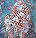 5 Yards African Lace Fabrics Nigerian French Beaded Tulle Fabric (Blue)