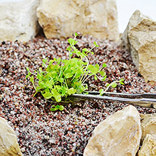 Mainam (3-Cup) Dwarf Baby Tears Carpet Imported Direct from Grower Live Aquarium Plants Tissue Culture for Freshwater Aquatic Plant Tank - Thumbnail 4