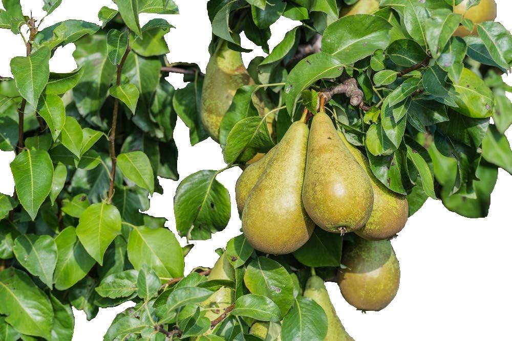 Conference Pear Tree 45 ft, in 6L Pot SelfFertile & Heavy Cropper