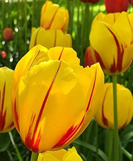 Amazon チュウリップ球根 珍しい植物 ゴージャス 春の園芸植物 レア 花の球根 可愛い カラフル 速く成長する 30 球根 花