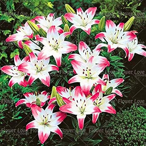 Amazon Co Jp 種子パッケージ シード リリーシード ユリの花 種子はない レアユリ種 カラー 盆栽リリー ホーム キッチン