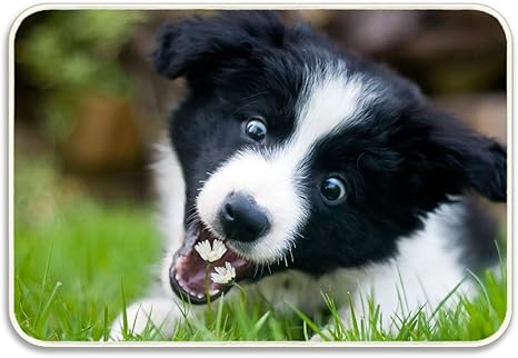 Amazon エントリーマット子犬犬の品種ボーダーコリーかわいい花 家庭用マット カスタム ドアマット 浴室 ダスティングマット 洗える 玄関マット オンライン通販