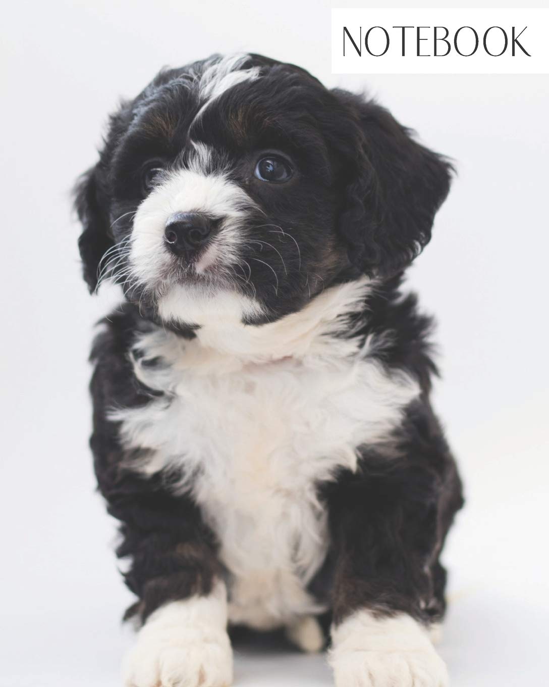 black maltese puppy