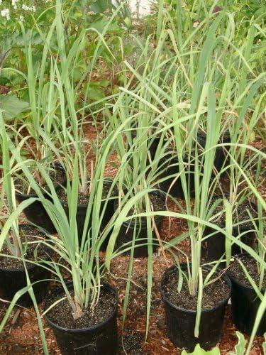 Lemongrass Rootstalk (Cymbopogon Citratus) Bareroot Plant by Thai Greenhouse