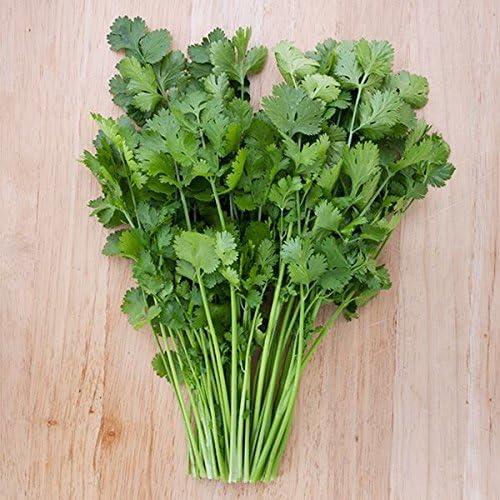 Organic Non-GMO Santo Cilantro - OPEN-POLLINATED - Garden Vegetable Seed for Planting (price includes shipping)