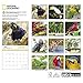 National Geographic Parrots 2018 Wall Calendar