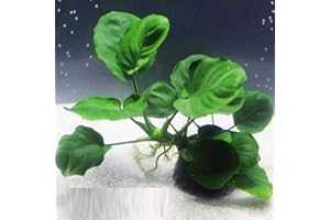 Anubias Barteri Coin Leaves Live Aquarium Plants Freshwater Rhizome 3 Days Live Guaranteed by Mainam