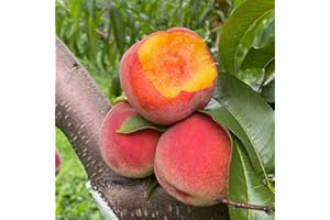 Mixrug 5+ Dwarf Peach Tree Seeds for Planting,Organic Fruit Tree Seeds,Prunus Persica Seed Non-GMO Heirloom for Sweet Juicy Fruit, Self Pollinating & Fast Growing Backyard Orchard Tree