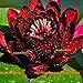 HOO PRODUCTS - China's Flower Seeds, 1 Seeds/pack, Rare Red Black Lotus Seed, Mini Water lily Bonsai Nelumbo Nucifera Loss Promotion!