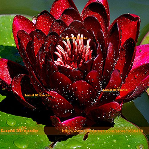 HOO PRODUCTS - China's Flower Seeds, 1 Seeds/pack, Rare Red Black Lotus Seed, Mini Water lily Bonsai Nelumbo Nucifera Loss Promotion!