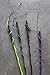Intrepid International Lunge Whips, Purple
