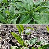 Bocking 14 Russian Comfrey - 12 Live Root Cuttings | by Marsh Creek Farmstead