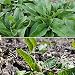 Bocking 14 Russian Comfrey - 12 Live Root Cuttings | by Marsh Creek Farmstead primary