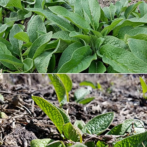 Bocking 14 Russian Comfrey - 12 Live Root Cuttings | by Marsh Creek Farmstead