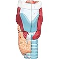 ANNWAH Larynx Model - Anatomically Accurate Throat Model 2X Enlarged Pharynx Model Scientific Anatomy Model of Human Larynx