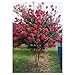 Tonto Crape Myrtle 'Lagerstroemia indica X fauriei' - Healthy - 2 1/2" Potted Plant - 3 plants