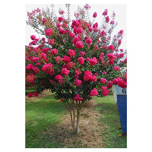 Tonto Crape Myrtle ‘Lagerstroemia indica X fauriei’ - Healthy - 2 1/2 Tonto Crape Myrtle ‘Lagerstroemia indica X fauriei’ - Healthy - 2 1/2