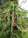 20 WHITE DRAGON FRUIT (Pitaya / Pitahaya / Strawberry Pear) Hylocereus Undatus Cactus Seeds