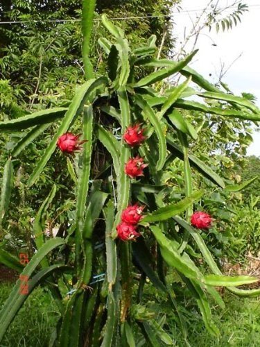 20 WHITE DRAGON FRUIT (Pitaya / Pitahaya / Strawberry Pear) Hylocereus Undatus Cactus Seeds 20 WHITE DRAGON FRUIT (Pitaya / Pitahaya / Strawberry Pear) Hylocereus Undatus Cactus Seeds