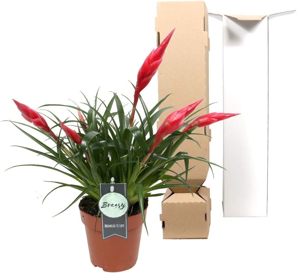 Breasy Bromelia Vriesea Multiflora Astrid Red Live Plante D Interieur Growers Pot O 12 Cm Amazon Fr Jardin