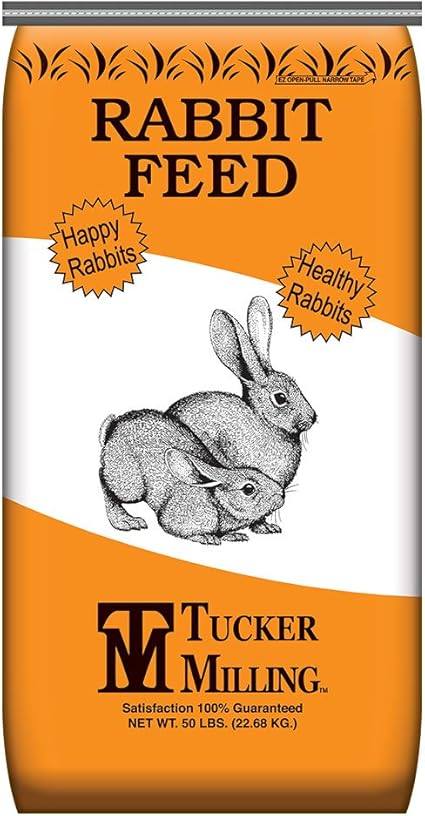 full grown corgi size