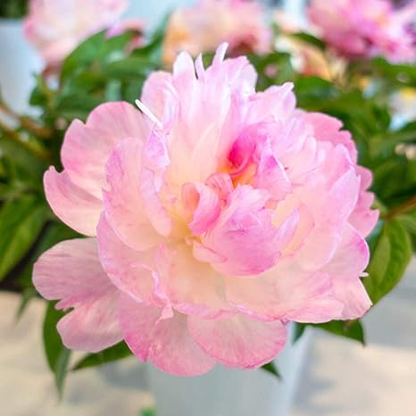 Amazon Co Jp 芍薬の球根 美しい花 香りのよい香り 優雅さと贅沢を意味します 6球根 ホーム キッチン