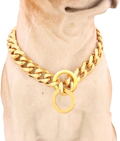 gold plated dog collar