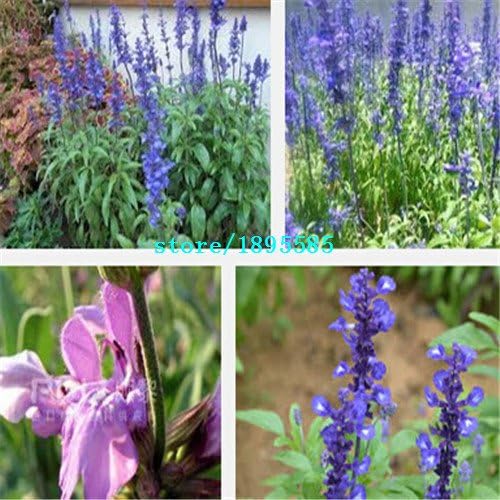 100 PCS/ Pack, Edible sage seeds, perennial herb seeds