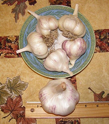 Inchelium Red Gourmet Seed Garlic 2 heads for planting - Veteran Owned Business