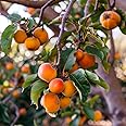American Persimmon Tree - 18-24"" Tall Live Plant - Cold-Hardy Native Fruit Tree - Diospyros Virginiana, Orange