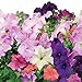 AeroGarden Cascading Petunia Flower Seed pod Kit, 3-Pod
