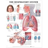 The Respiratory System Anatomical Chart
