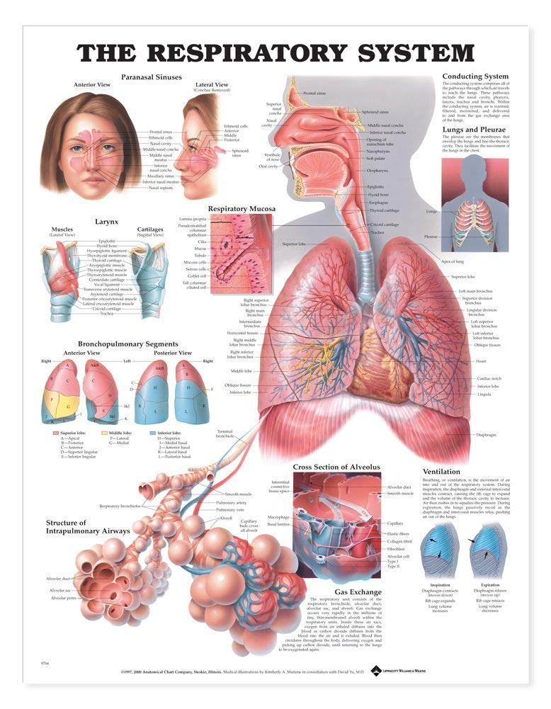 The Respiratory System