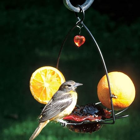 Bird S Choice Flower Oriole Bird Feeder Small Orange Amazon In