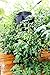 Greenstalk Huge 5 Tier Vertical Garden Planter with Patented Internal Watering System Great for Growing a Variety of Strawberries, Vegetables, Herbs, & Flowers (Chocolate Brown)