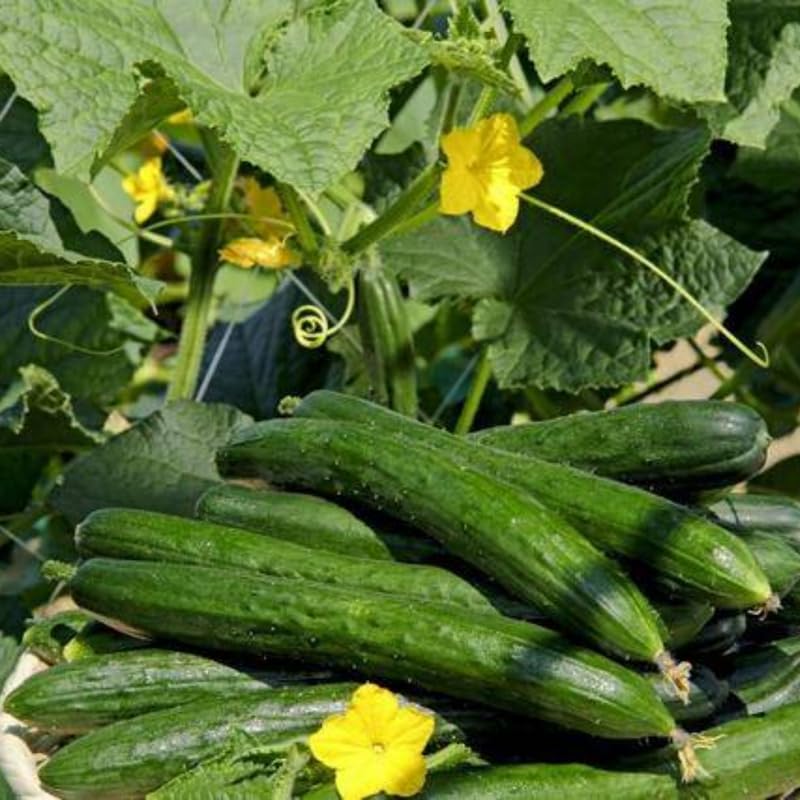 HILROQG 2 Live Green Cucumber Plants for Planting 4-7 Inches Tall - Vegetable Starters for Garden & Patio