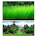 ZEROYOYO Aquarium Plants Seeds Aquatic Double Leaf Carpet Water Grass, for Fish Tank Rock Lawn Garden Decoration (C)