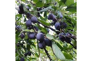 Canada Plum Seeds for Planting - 5 Seeds of Prunus Nigra, Native Canadian Fruit Tree, Cold Hardy
