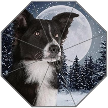 border collie umbrella