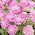 3 Pink Scabiosa Plants, Scabiosa Live Plants, Scabiosa Flower Plants, Pincushion Flower Plants for Planting Outdoor Ornamental Gardening