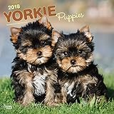 Yorkshire Terrier Puppies 2018 12 x 12 Inch Monthly Square Wall Calendar, Animals Small Dog Breeds Terrier Puppies (Multilingual Edition) by 