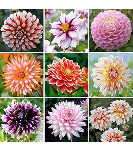 Palmares Dahlia Perennial Flowers Blooming 25 Seeds