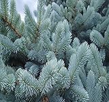 Big Pack - (1,000) Colorado Blue Spruce Tree Seed - Picea pungens glauca - Tree Seeds - by MySeeds.Co (Big Pack - Blue Spruce)