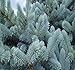 BIG PACK - (1,000) Colorado Blue Spruce Tree Seed - Picea pungens glauca - Tree Seeds - By MySeeds.Co (Big Pack - Blue Spruce)